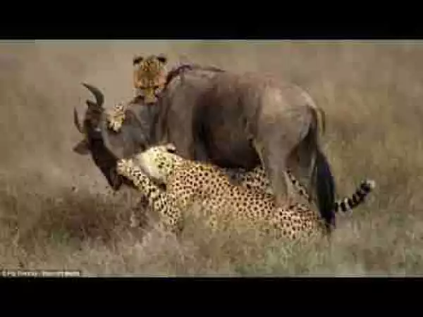 Video: TOP 10 ANIMALS TEAMWORK (NEW VERSION) || Amazing Power of Teamwork Skills